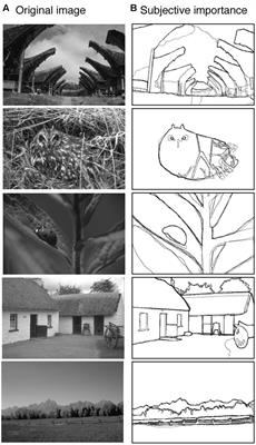 Change Blindness Is Influenced by Both Contrast Energy and Subjective Importance within Local Regions of the Image